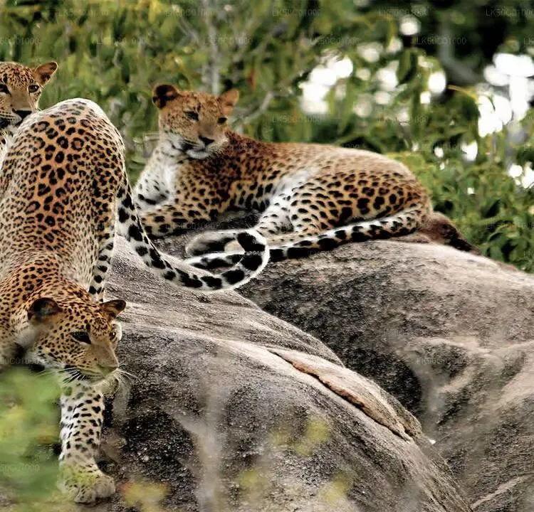 Leopard in Yala National Park