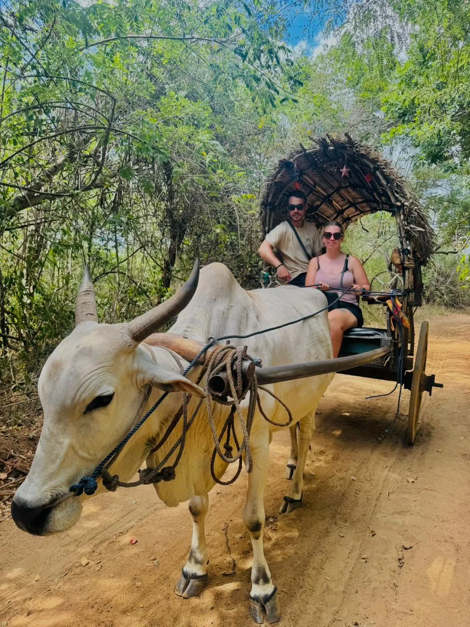 Guests riding a thatched bullock cart pulled by a white ox along a village track